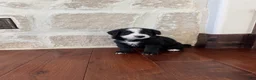 Mixed Breed dogs for sale: Fable - Ad 1