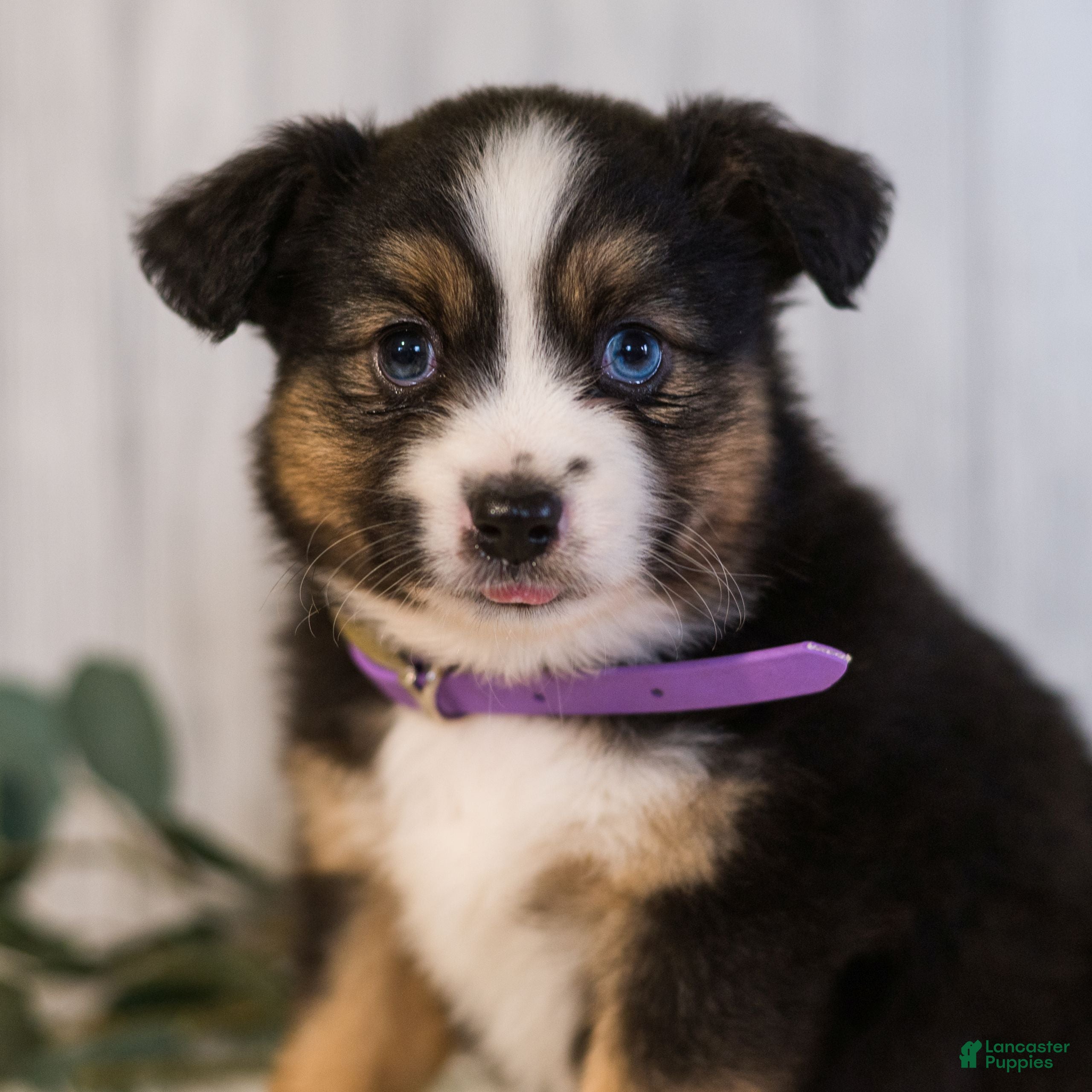 Miniature Australian Shepherd dogs Gordon  - Ad 1