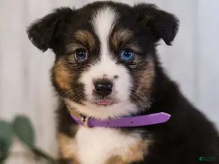 Miniature Australian Shepherd dogs for sale: Gordon - Ad 1