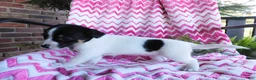 Jack Russell Terrier dogs for sale: Eeenie - Ad 5