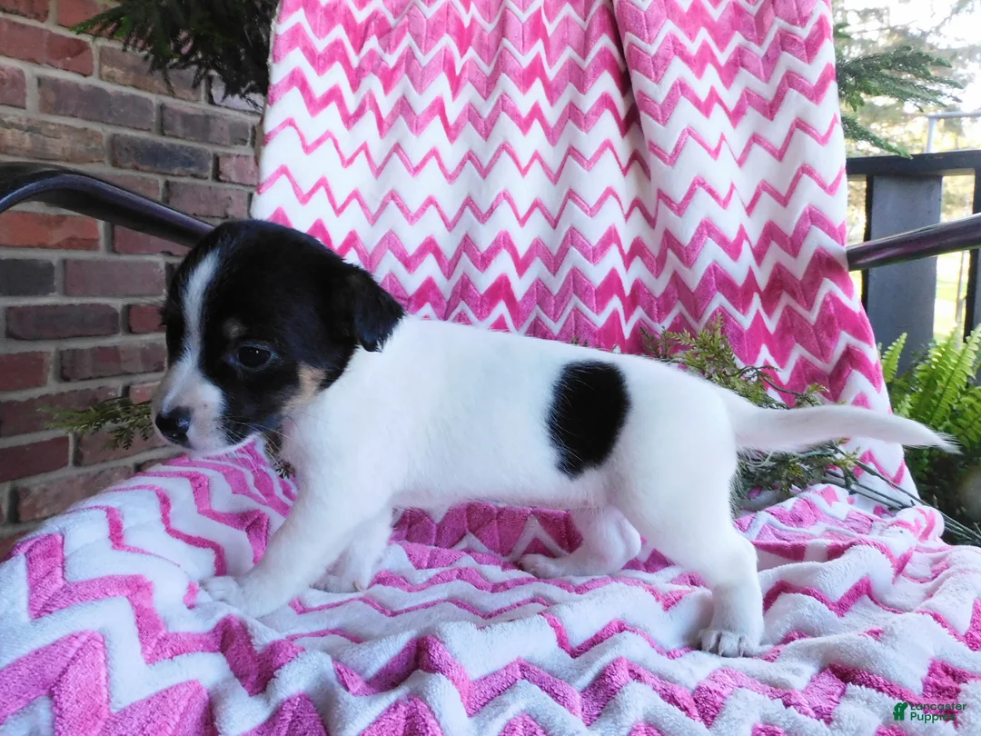 Jack Russell Terrier dogs for sale: Eeenie - Ad 5