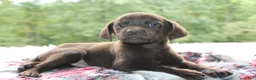 Labrador Retriever dogs for sale: Axel - Ad 8