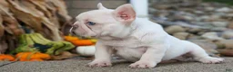 French Bulldog dogs for sale: Ronnie🐾 - Ad 12