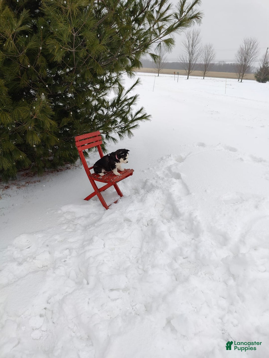 Siberian Husky dogs for sale: Lucy - Ad 3