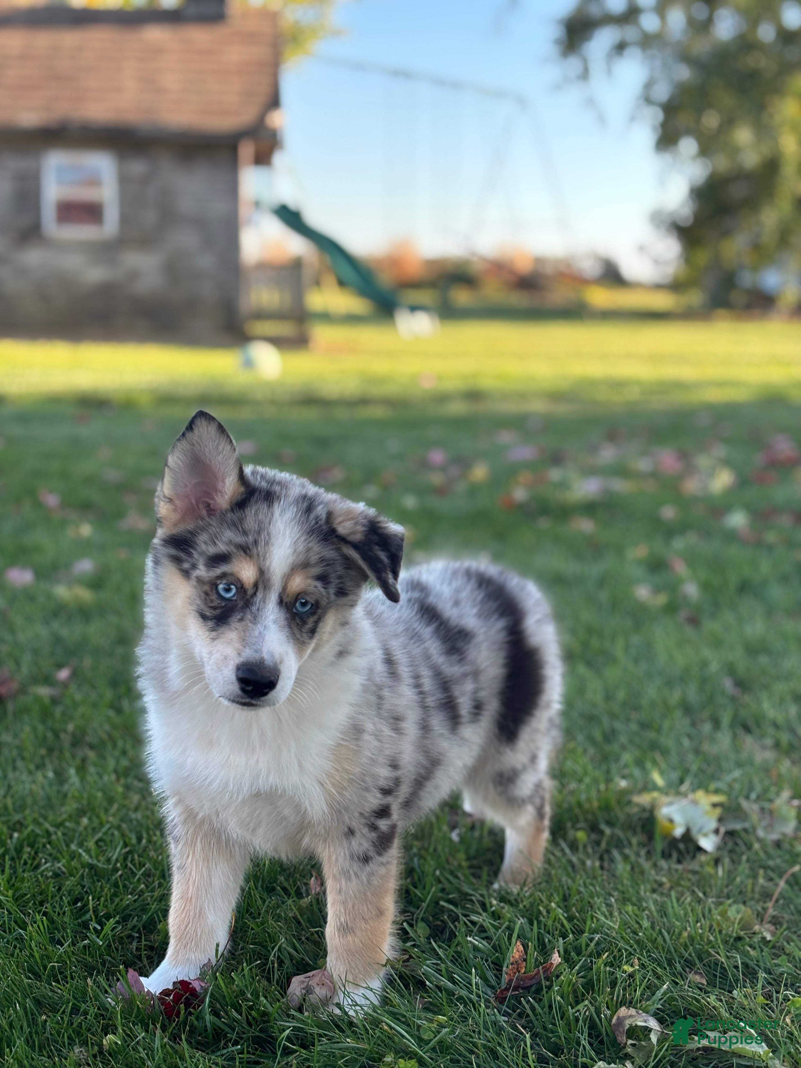 Pomsky dogs for sale: Edward - Ad 2