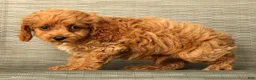 Cockapoo dogs for sale: Milo - Ad 7