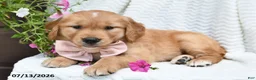 Golden Retriever dogs for sale: Cuddles - Ad 4