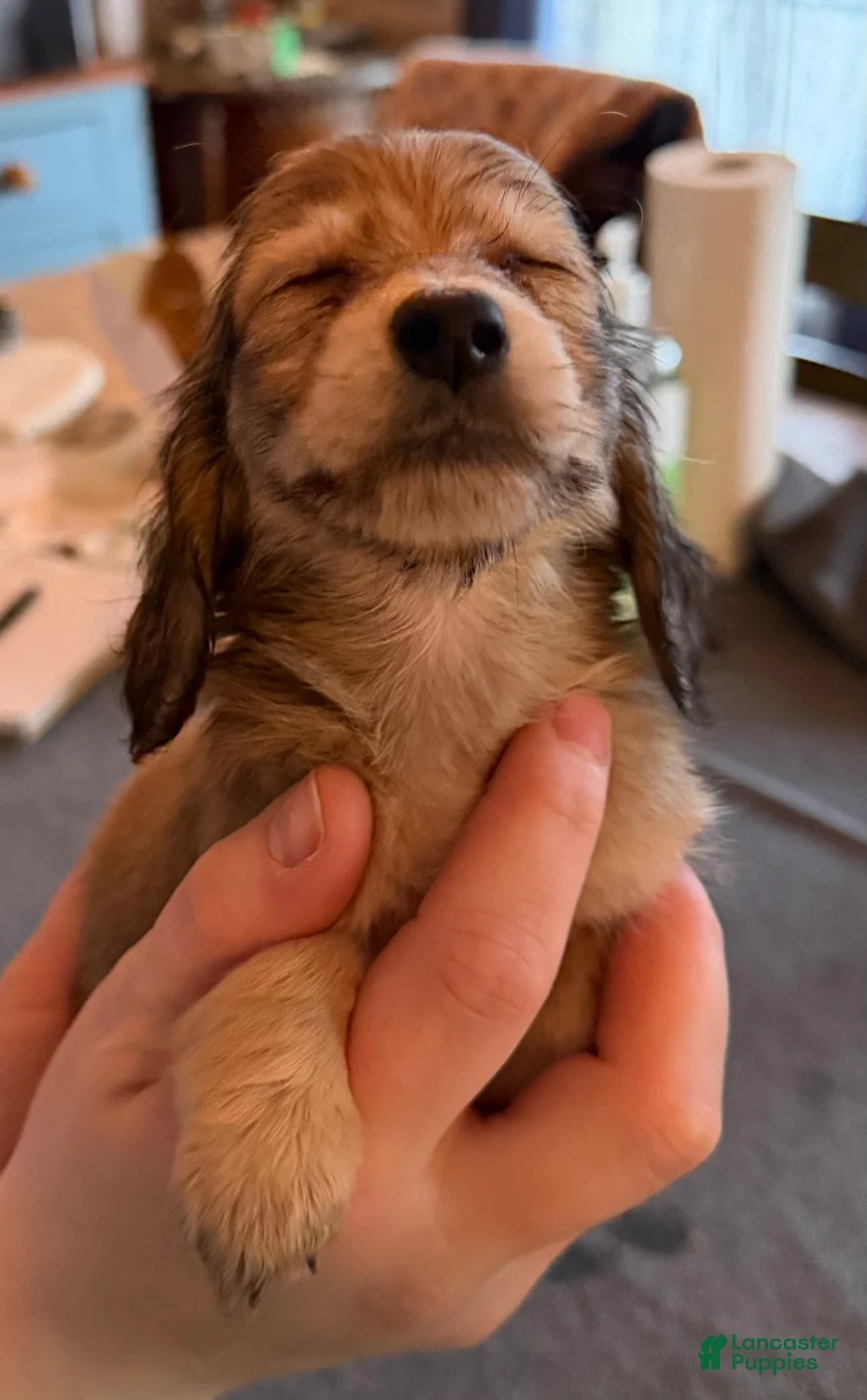 Miniature Dachshund dogs for sale: CReam  - Ad 36