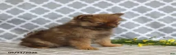 Pomeranian dogs for sale: Sophie - Ad 5