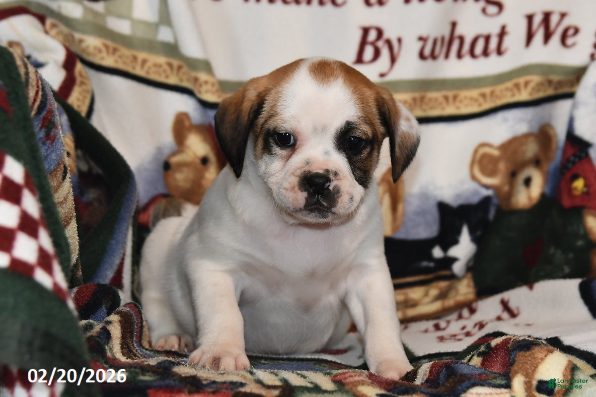 Mixed Breed dogs Jake - Ad 1