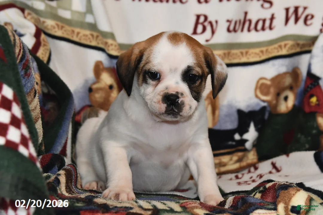 Mixed Breed dogs for sale: Jake - Ad 1