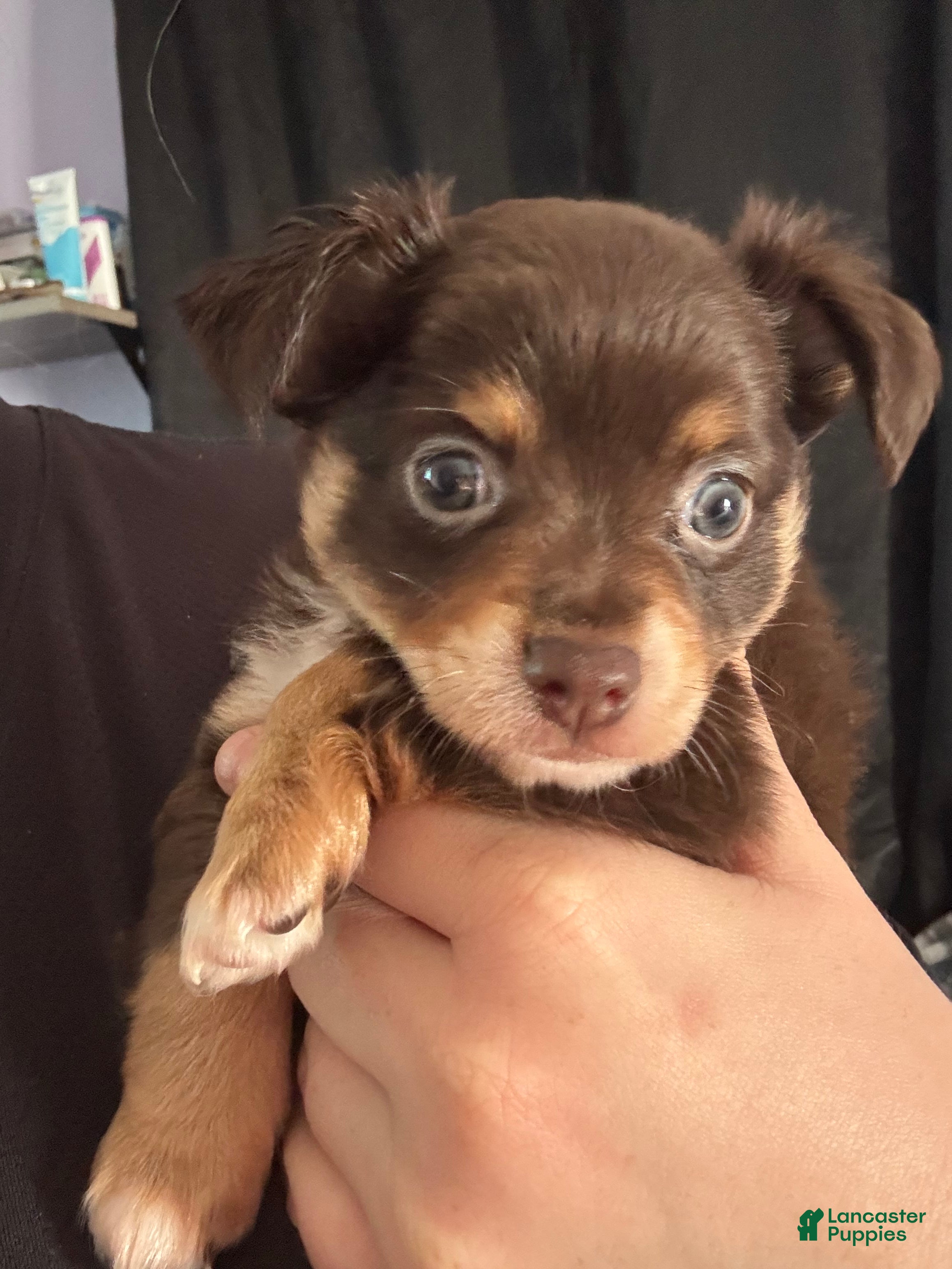 Chihuahua dogs Chihuahua Puppy 3 - Ad 12