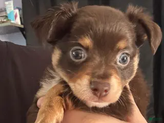 Chihuahua dogs Chihuahua Puppy 3 - Ad 12