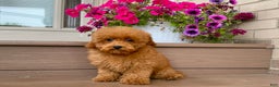 Maltipoo dogs for sale: Gorgeous - Ad 5