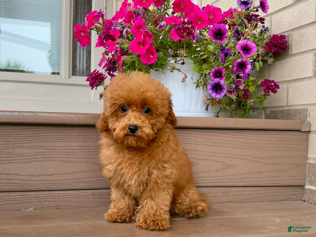 Maltipoo dogs for sale: Gorgeous - Ad 5