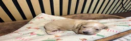 Miniature Dachshund dogs for sale: Aspen - Ad 3