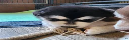 Alaskan Malamute dogs for sale: AKC Alaskan malamute female, Lilith, she is spunky and playful.  - Ad 4
