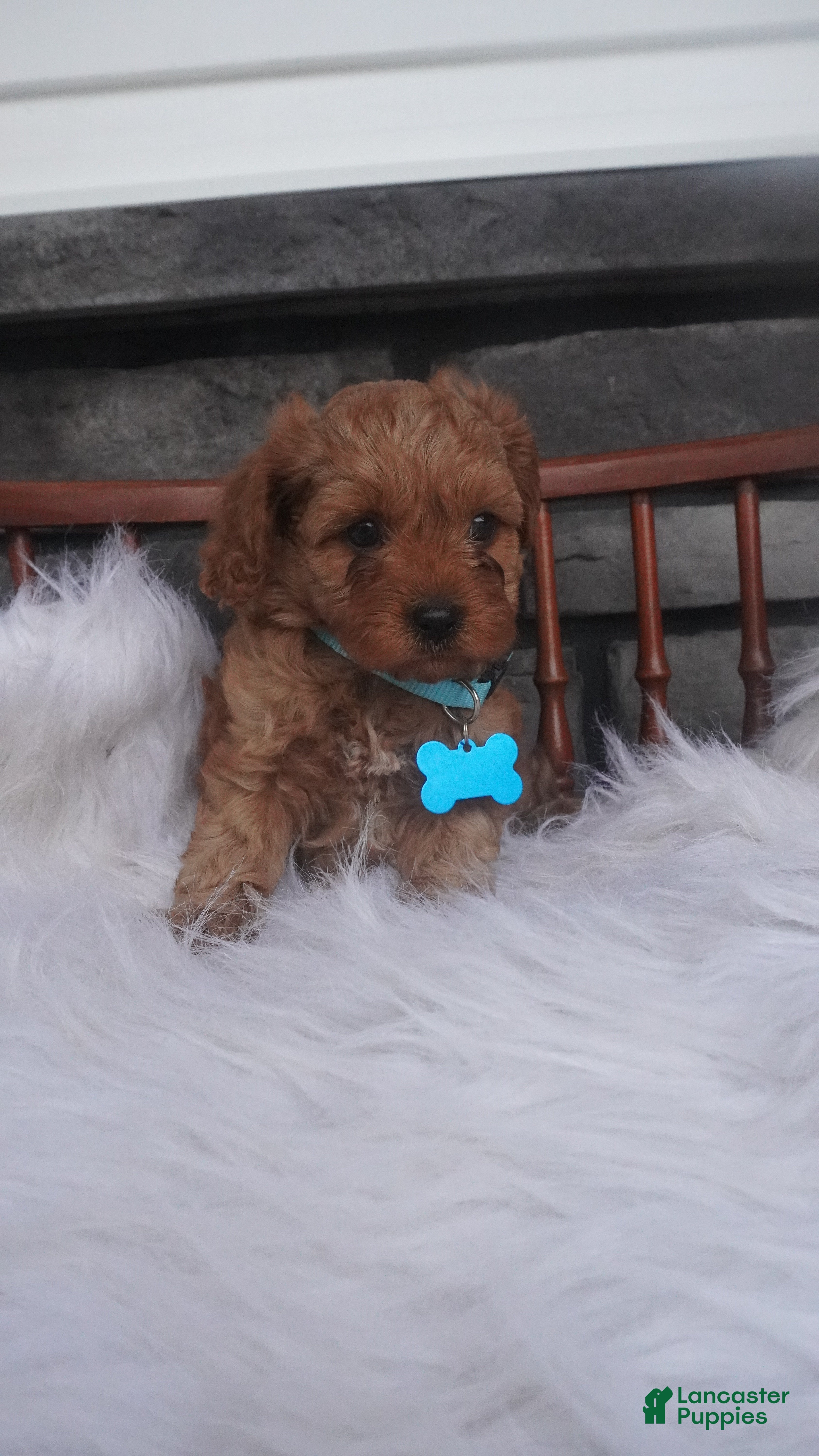 Cavapoo dogs Rocky - Ad 1