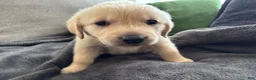 Mixed Breed dogs for sale: Red Collar - Ad 2