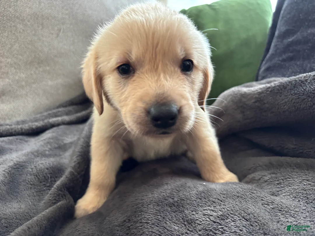 Mixed Breed dogs for sale: Red Collar - Ad 2