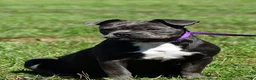 Mixed Breed dogs for sale: Nancy - Ad 1