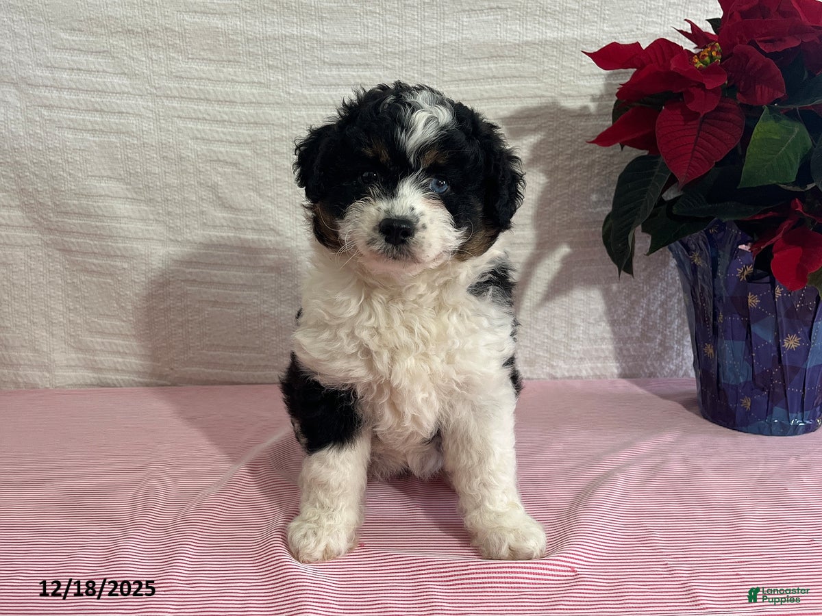 Mini Aussiedoodle dogs Mia  - Ad 22