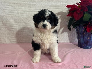 Mini Aussiedoodle dogs Mia - Ad 3