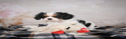 Cavalier King Charles Spaniel dogs for sale: Maggie - Ad 5