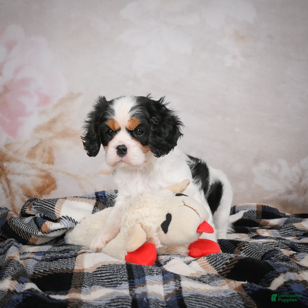 Cavalier King Charles Spaniel dogs for sale: Maggie - Ad 5