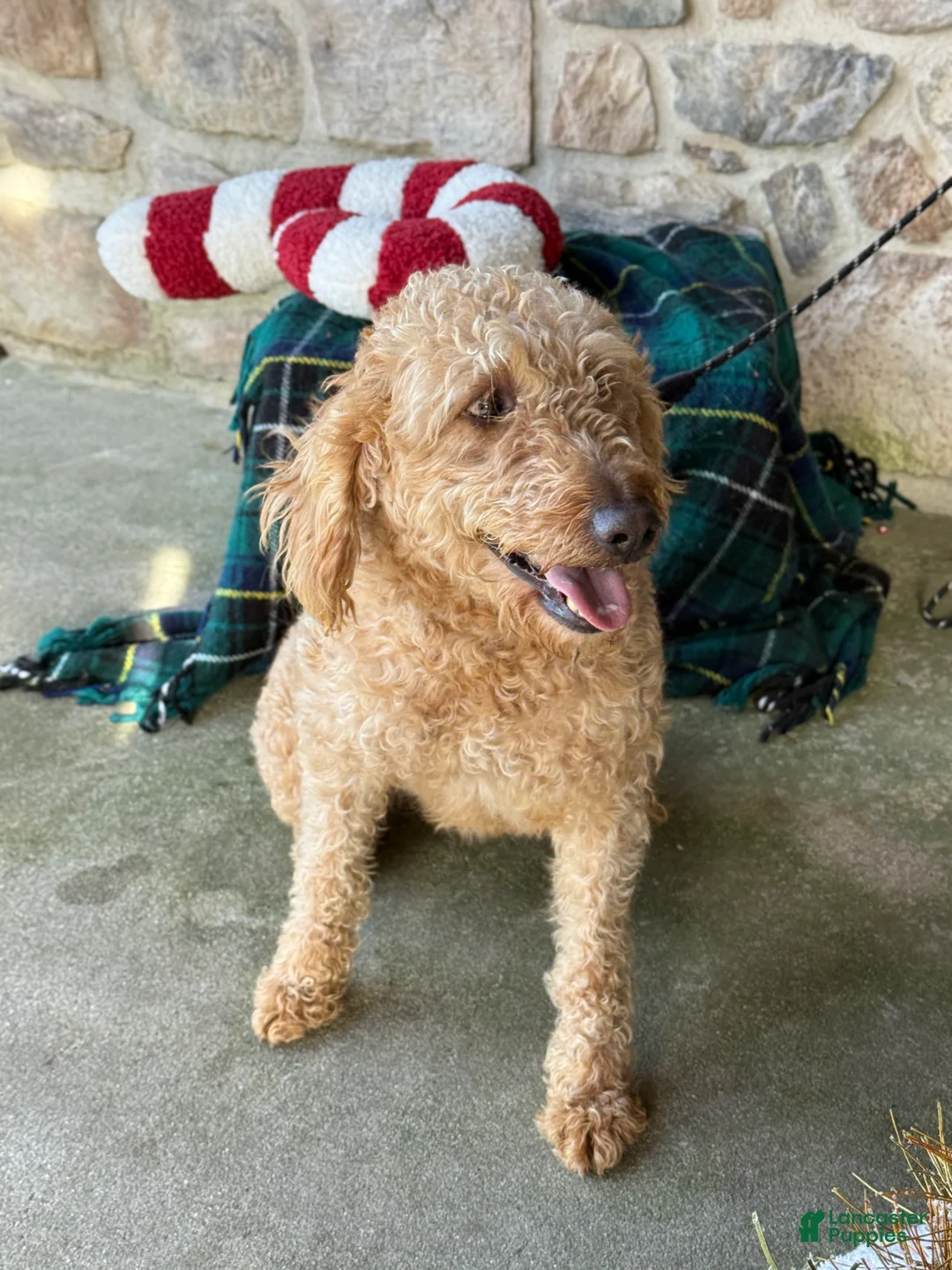 Mixed Breed dogs for sale: Sheba - Ad 4