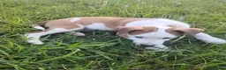 Mixed Breed dogs for sale: Buttercup  - Ad 8