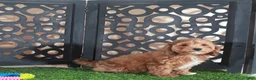 Miniature Poodle dogs for sale: Tootsie Stunning Chocolate Female - Ad 3