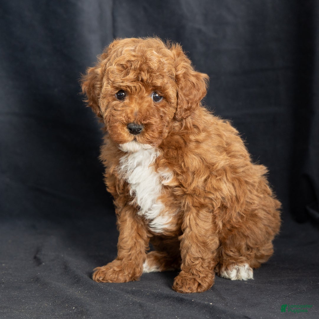 Miniature Poodle dogs for sale: Katrina - Ad 2
