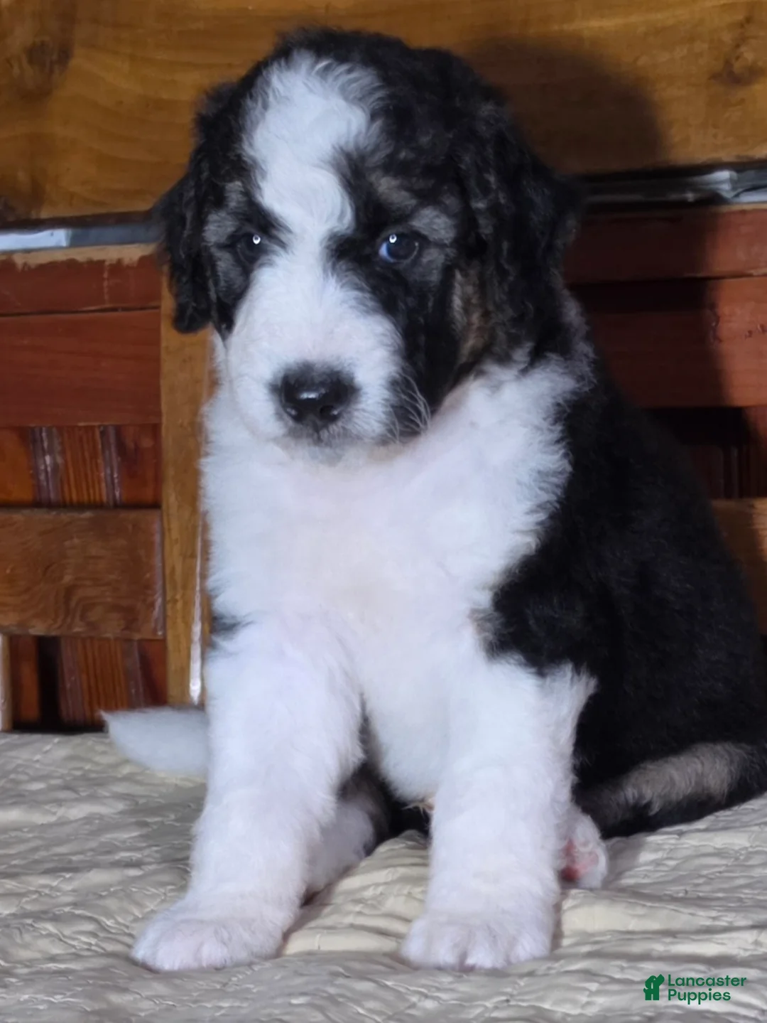 Aussiedoodle dogs for sale: Aussiedoodle 2 - Ad 2
