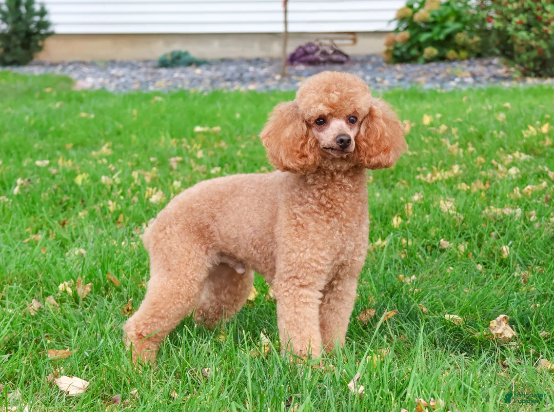 Miniature Poodle dogs for sale: Rebekka  - Ad 17