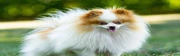 Pomeranian dogs for sale: Jessica - Ad 8