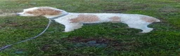 Miniature Poodle dogs for sale: ARCHIE - Ad 20