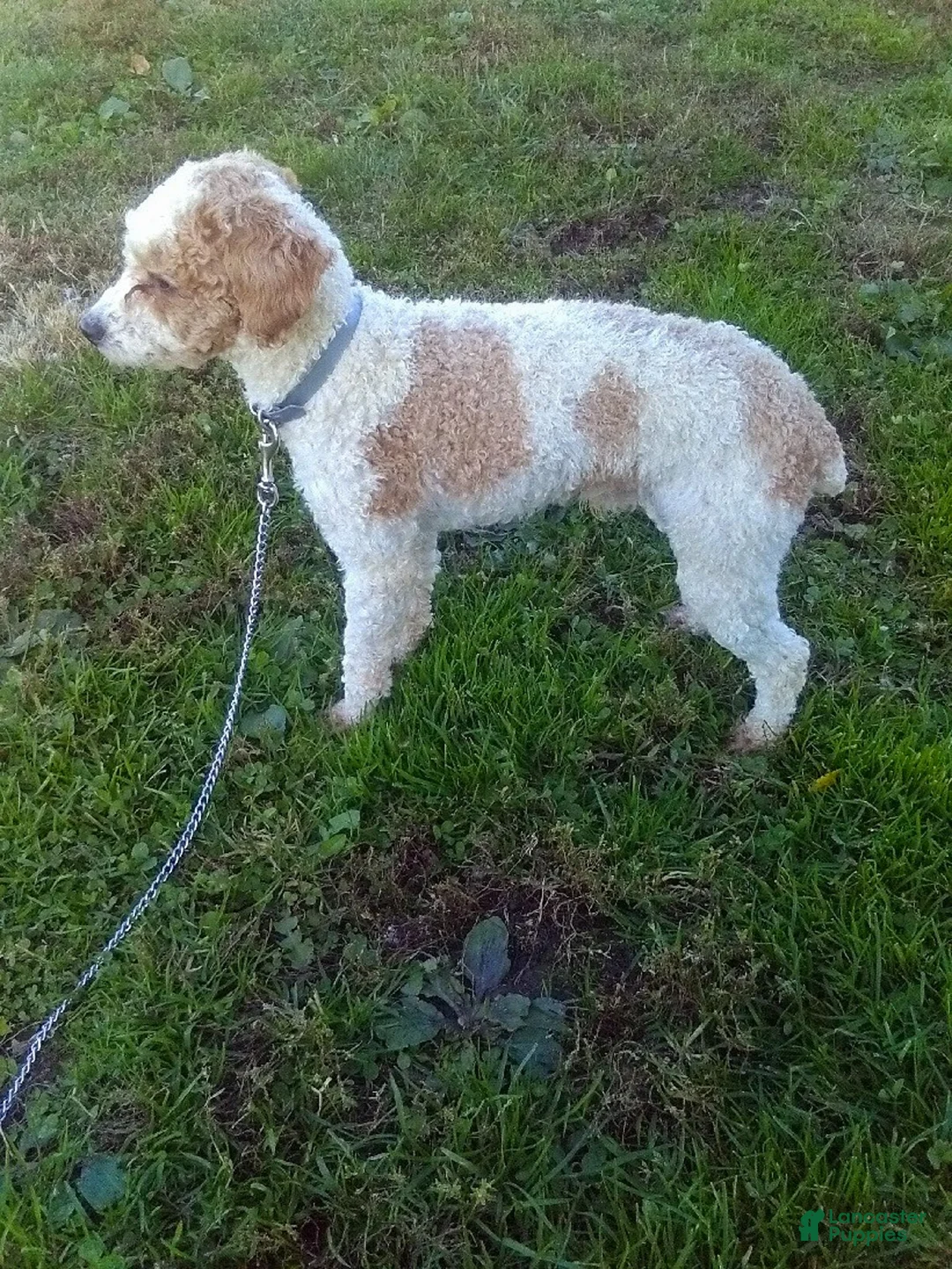 Miniature Poodle dogs for sale: ARCHIE - Ad 20
