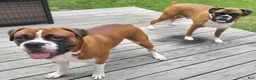 Boxer dogs for sale: DAYELA - Ad 9