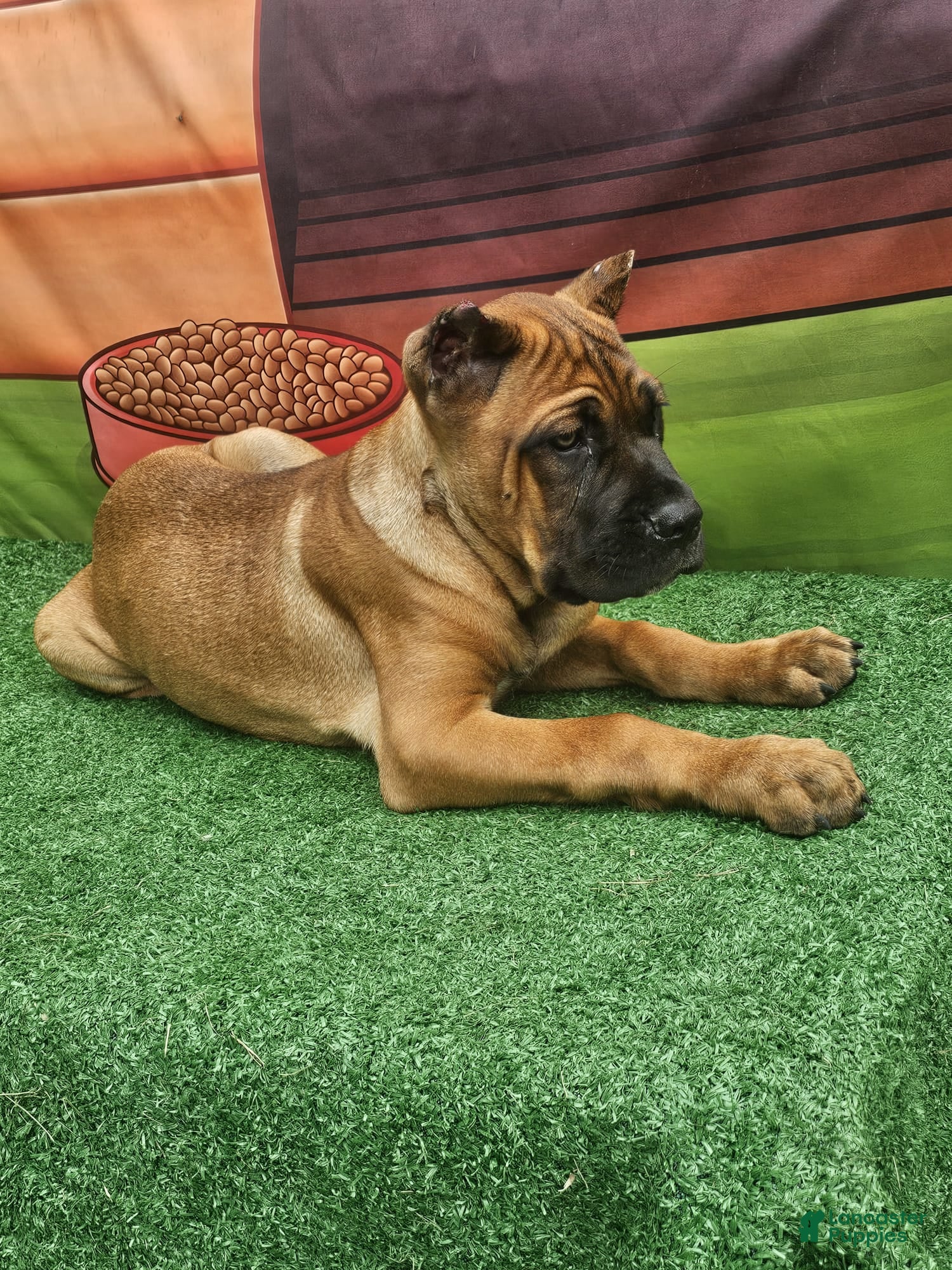 Cane Corso dogs MILO - Ad 2