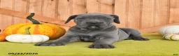 Cane Corso dogs for sale: Cora  - Ad 5