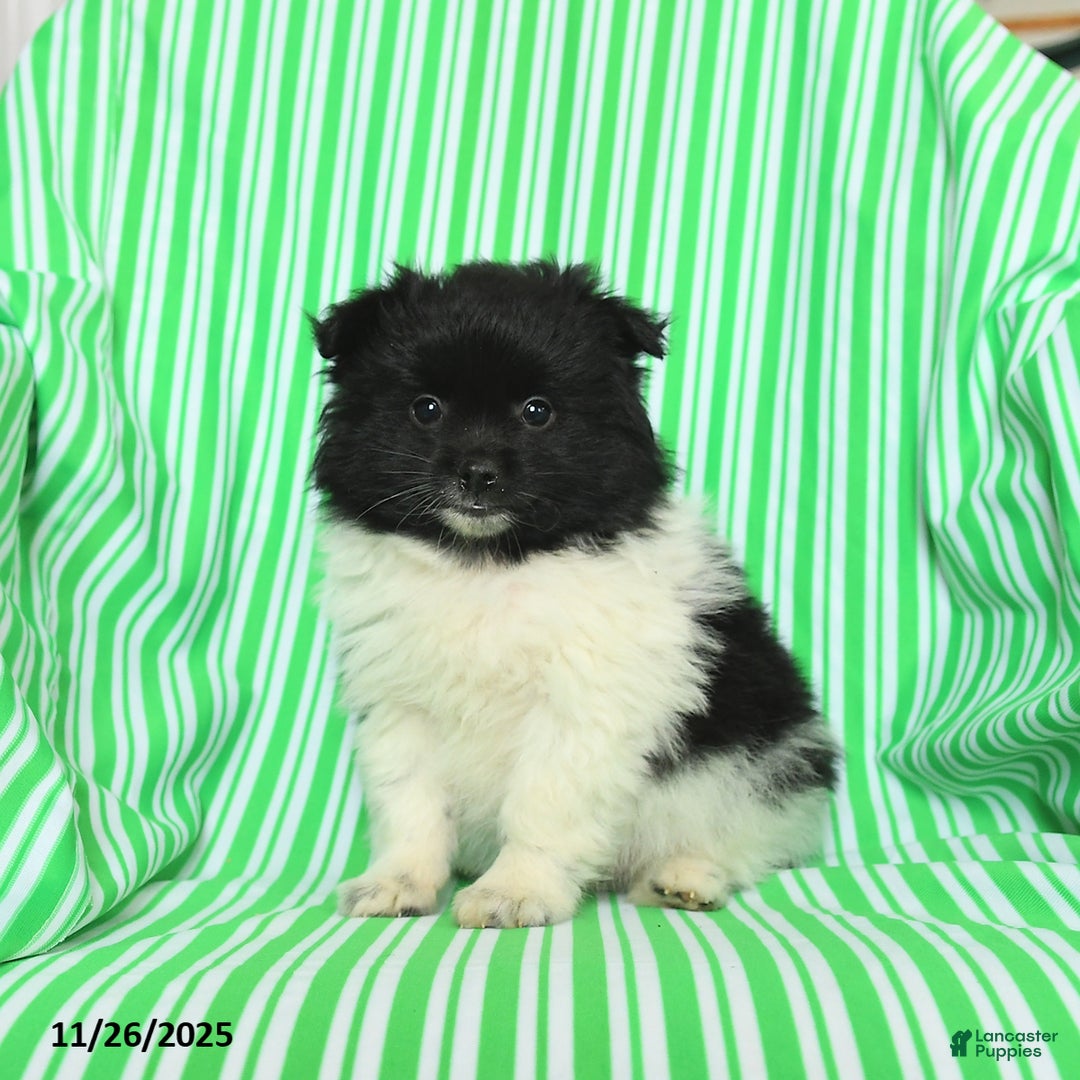 Pomeranian dogs for sale: Peter - Ad 2