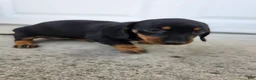 Dachshund dogs for sale: Poppy - Ad 9