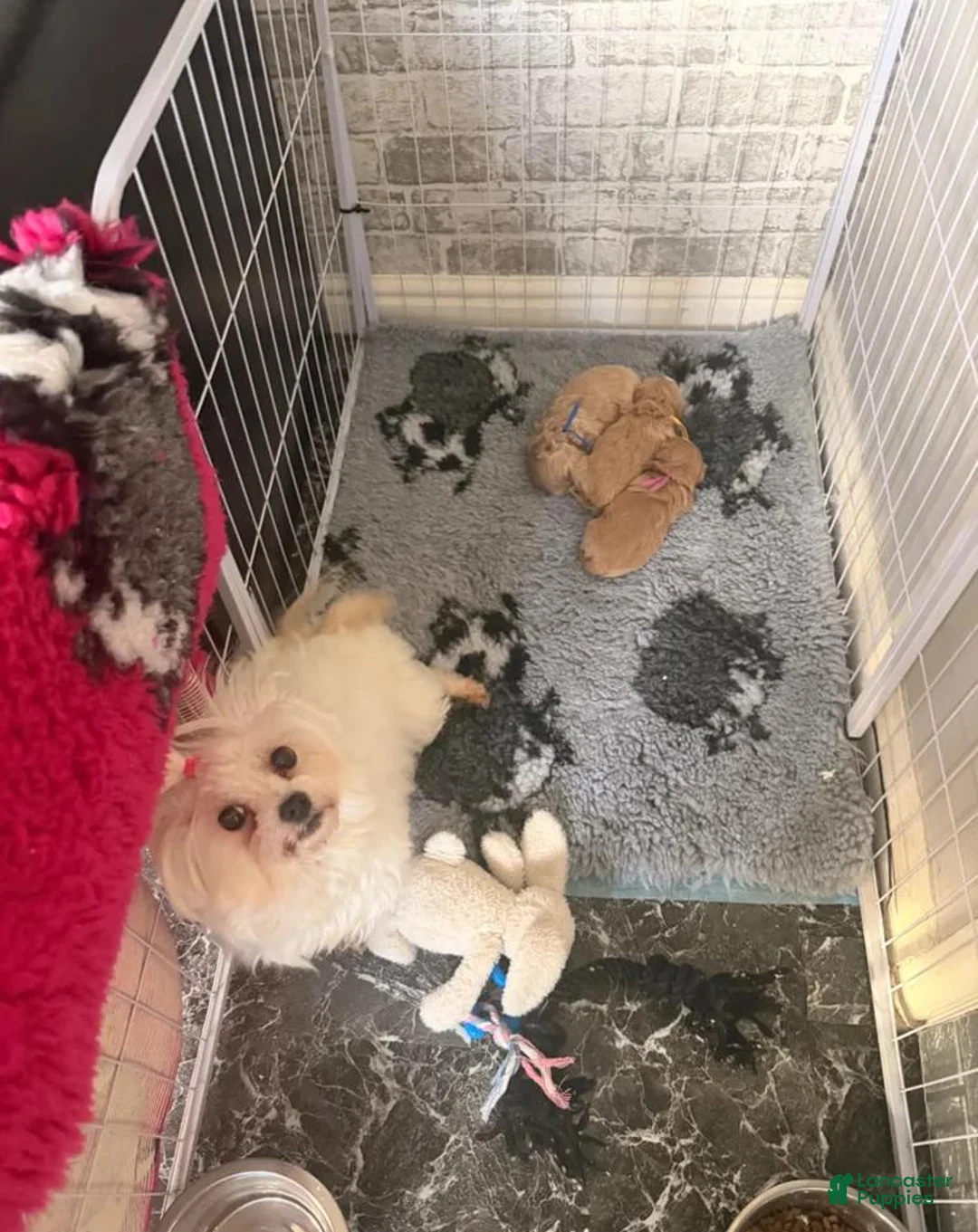 Maltipoo dogs for sale: Luna - Ad 2