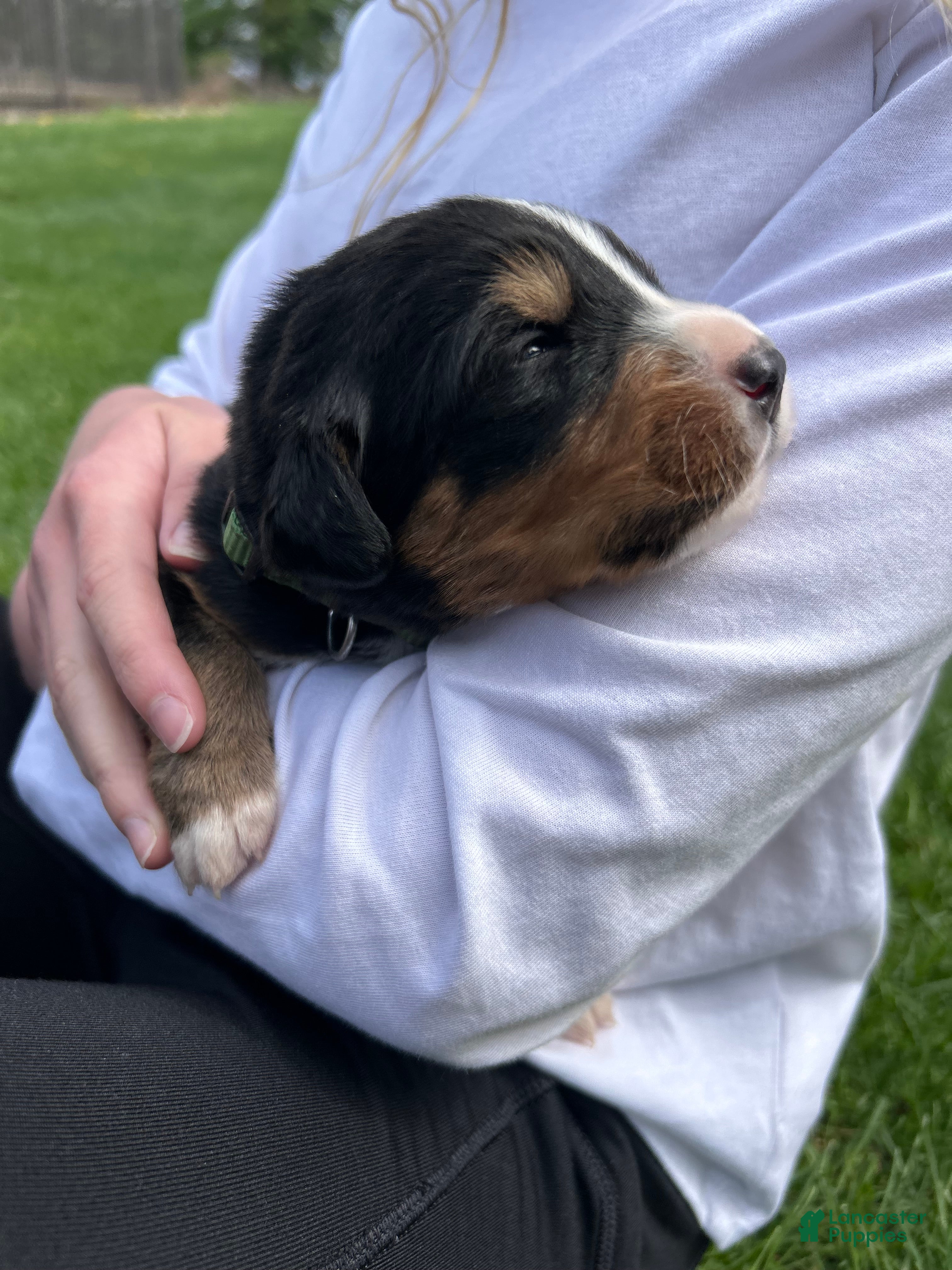 Bernese Mountain Dog dogs Bernese Mountain Dog Puppy 11 - Ad 31