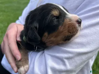 Bernese Mountain Dog dogs Bernese Mountain Dog Puppy 11 - Ad 31