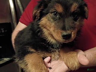 Mixed Breed dogs Baxter - Ad 6