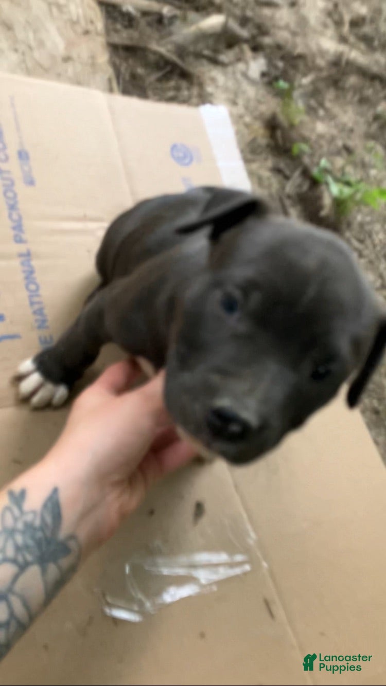 American Pit Bull Terrier dogs American Pit Bull Terrier 1 - Ad 37