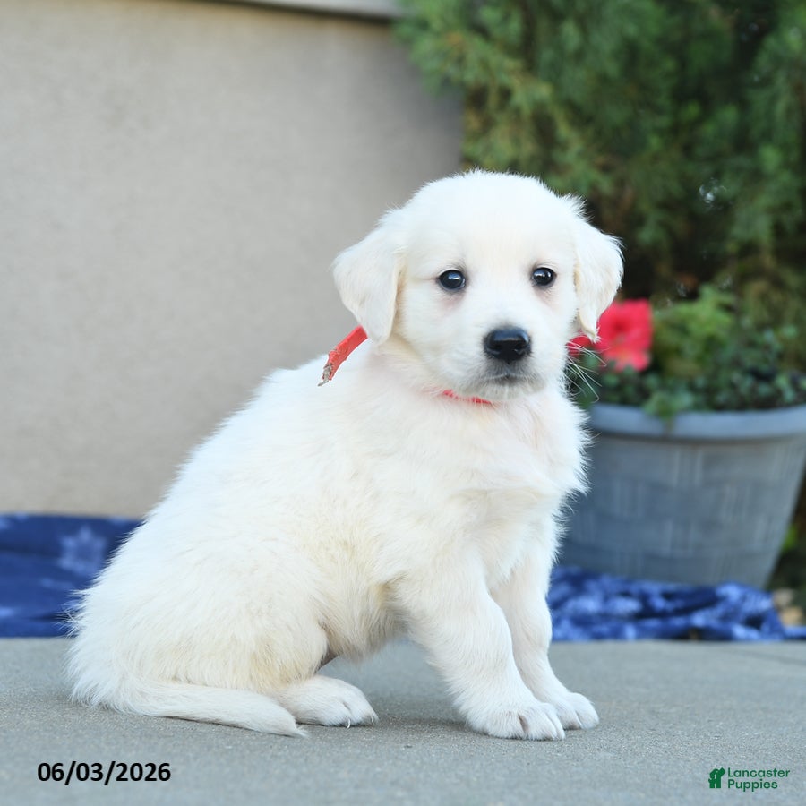 Golden Retriever dogs Floyd - Ad 2
