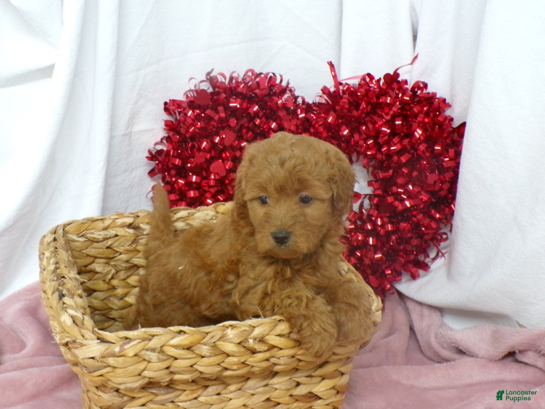 Goldendoodle dogs for sale: Brinn - Ad 4